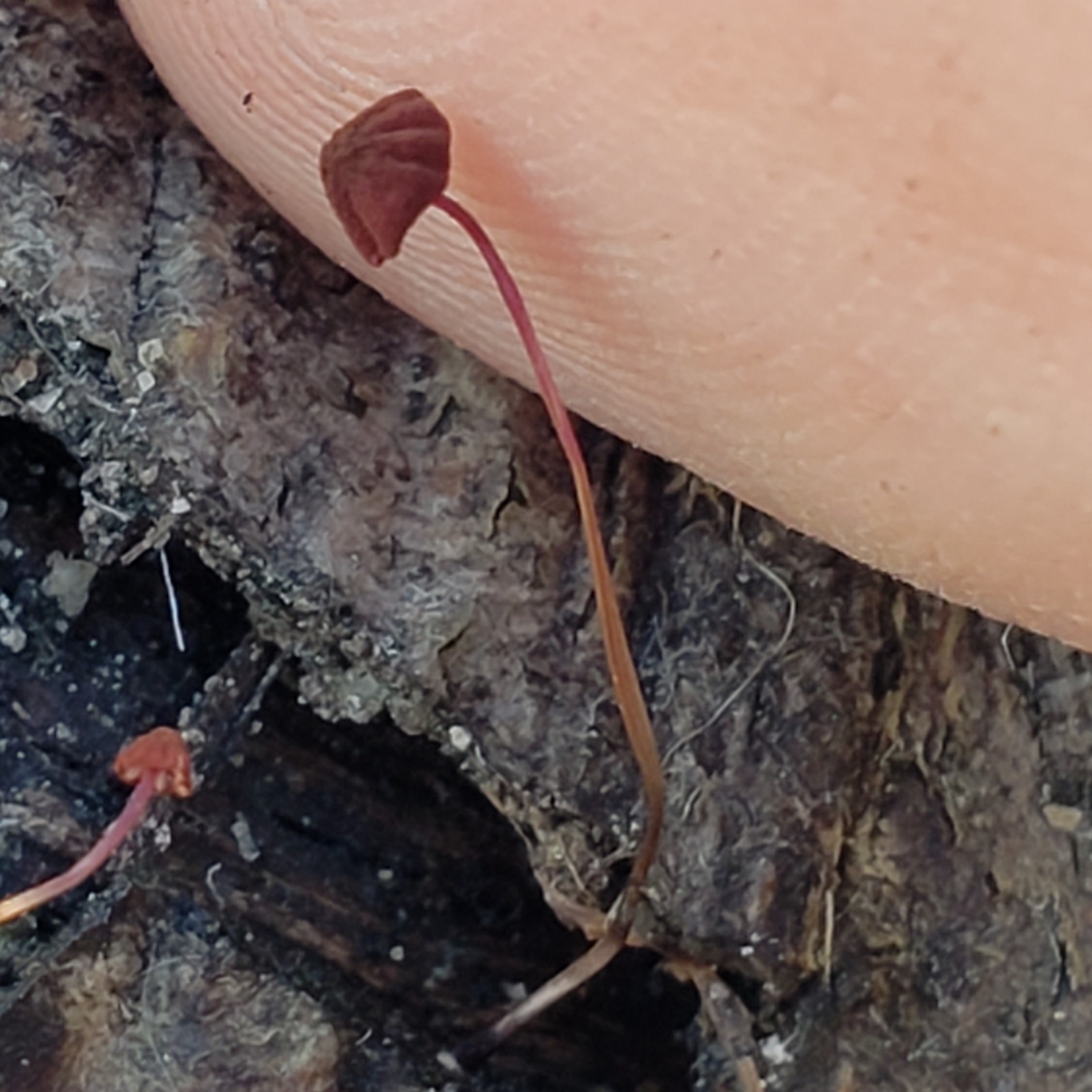 Picture of Marasmius haematocephalus